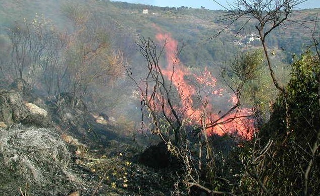 IncendioBoschivo