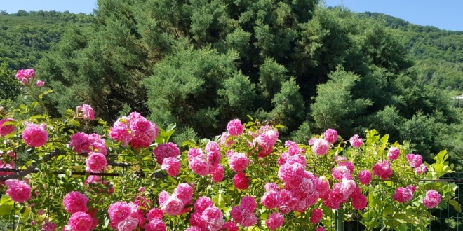 MONTAGNAREALE IN FIORE 01