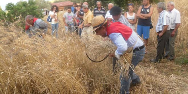 festa della mietitura