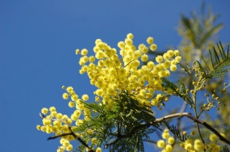 usanza-mimosa-8-marzo-1