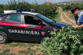 arresto per coltivazione di piante di marijuana (2)