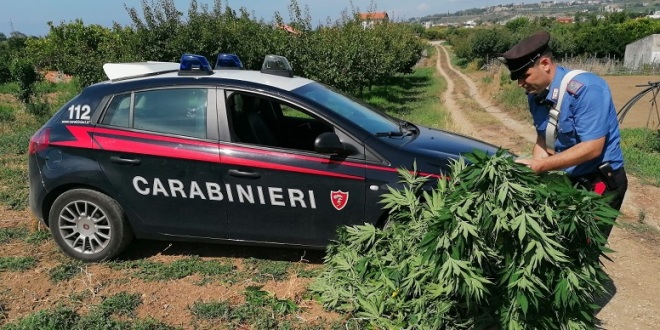 arresto per coltivazione di piante di marijuana (2)